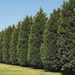 Leyland cypress tree for sale  Delivered anywhere in USA 