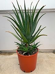 Aloe arborescens padre usato  Spedito ovunque in Italia 