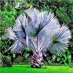 Seeds mexican blue for sale  Delivered anywhere in USA 