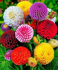 Seeds dahlia pompon for sale  Delivered anywhere in USA 