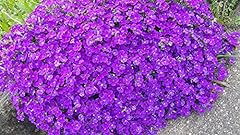 Aubrietia cascade violet d'occasion  Livré partout en France