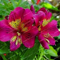 100 semi alstroemeria gebraucht kaufen  Wird an jeden Ort in Deutschland