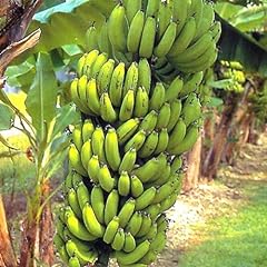 Banana plants grand for sale  Delivered anywhere in USA 