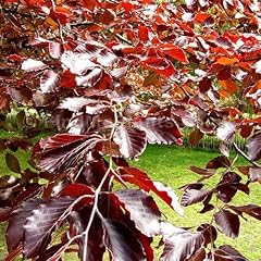 Purple copper beech for sale  Delivered anywhere in UK