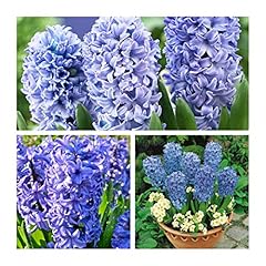 Hyacinth delft blue for sale  Delivered anywhere in UK