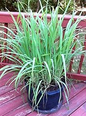 Pack plants lemongrass for sale  Delivered anywhere in USA 