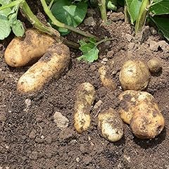 Semi patate piantare usato  Spedito ovunque in Italia 