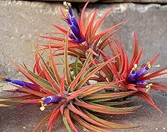 Air plants iona for sale  Delivered anywhere in UK