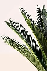 Cycas revoluta palma usato  Spedito ovunque in Italia 
