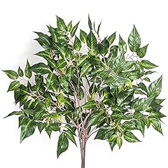 Grand verde ficus for sale  Delivered anywhere in USA 