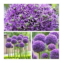 Allium gladiator flower for sale  Delivered anywhere in UK