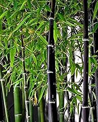 Rare black bamboo for sale  Delivered anywhere in USA 