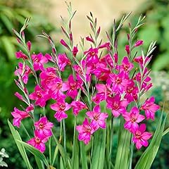 Yougarden gladiolus byzantinus for sale  Delivered anywhere in UK