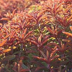 Euphorbia polychroma bonfire for sale  Delivered anywhere in UK
