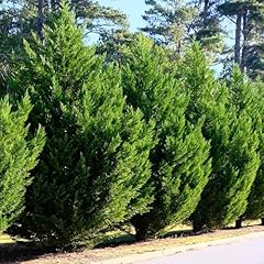 Cyprès leyland cupressocypari d'occasion  Livré partout en Belgiqu