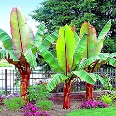 Abyssinian banana tree for sale  Delivered anywhere in USA 