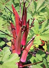 250 red burgundy for sale  Delivered anywhere in USA 