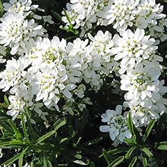 Candytuft seeds perennial for sale  Delivered anywhere in USA 