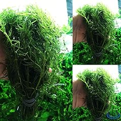Greenpro hornwort ceratophyllu for sale  Delivered anywhere in USA 