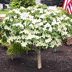 Kousa white dogwood for sale  Delivered anywhere in USA 