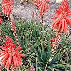 Krantz aloe seeds for sale  Delivered anywhere in USA 