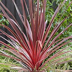 Cordyline charlie boy for sale  Delivered anywhere in Ireland