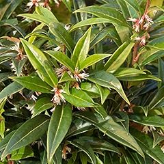 Sarcococca hookeriana winter for sale  Delivered anywhere in UK