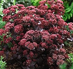 Sedum purple emperor for sale  Delivered anywhere in UK