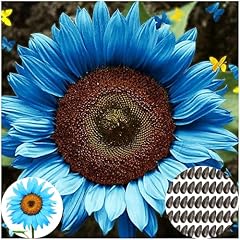 Stück blaue sonnenblumen gebraucht kaufen  Wird an jeden Ort in Deutschland