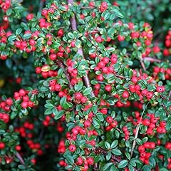 Cotoneaster horizontalis shrub for sale  Delivered anywhere in USA 