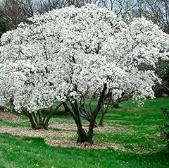 Star magnolia tree for sale  Delivered anywhere in USA 