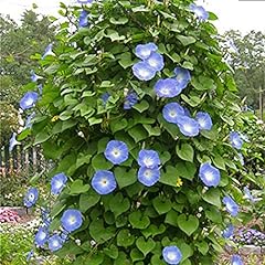 Welldales ipomoea blue for sale  Delivered anywhere in UK