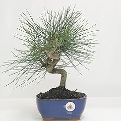 Bonsai pino nero usato  Spedito ovunque in Italia 
