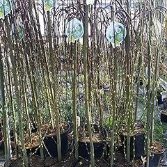 Salix caprea kilmarnock for sale  Delivered anywhere in UK