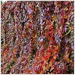 Parthenocissus quinquefolia pl for sale  Delivered anywhere in Ireland