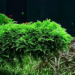 Aquatics vesicularia live for sale  Delivered anywhere in UK