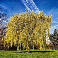 Salix chrysocoma weeping for sale  Delivered anywhere in Ireland