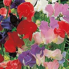 Suttons sweet pea for sale  Delivered anywhere in UK