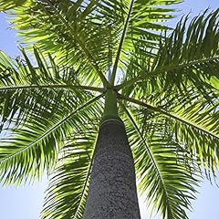Royal palm tree for sale  Delivered anywhere in USA 