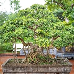 Indian banyan bonsai for sale  Delivered anywhere in UK