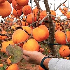 Diospyros kaki rote gebraucht kaufen  Wird an jeden Ort in Deutschland