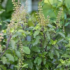 Tulasi holy basil for sale  Delivered anywhere in USA 