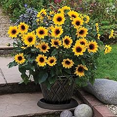 Sunflower award winning for sale  Delivered anywhere in UK