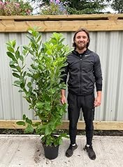 6ft cherry laurel for sale  Delivered anywhere in UK