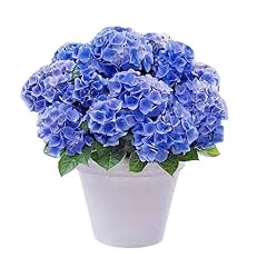 Exquisite hydrangea seedlings for sale  Delivered anywhere in USA 