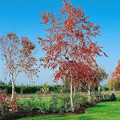 Betula pendula royal gebraucht kaufen  Wird an jeden Ort in Deutschland