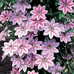 Clematis nelly moser for sale  Delivered anywhere in Ireland