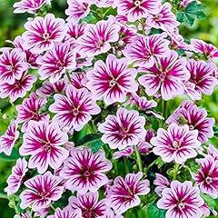 Malva sylvestris zebrina gebraucht kaufen  Wird an jeden Ort in Deutschland