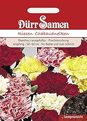 Riesen chabaudnelken gebraucht kaufen  Wird an jeden Ort in Deutschland