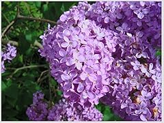 Common lilac bush for sale  Delivered anywhere in USA 